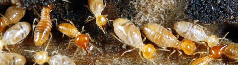 Termites Control Singapore – Choose the Best Company for Your Needs