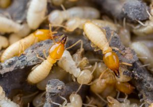 Termites in Thailand